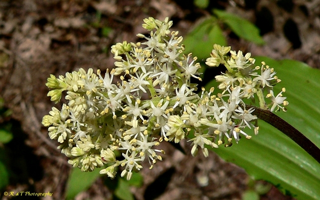 {Maianthemum racemosum}